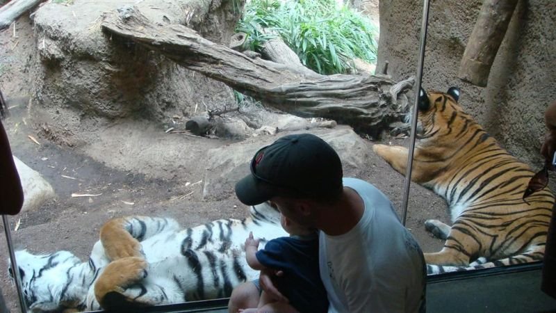 Nice Kitty